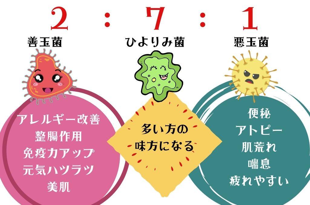 腸内３大細菌の特徴